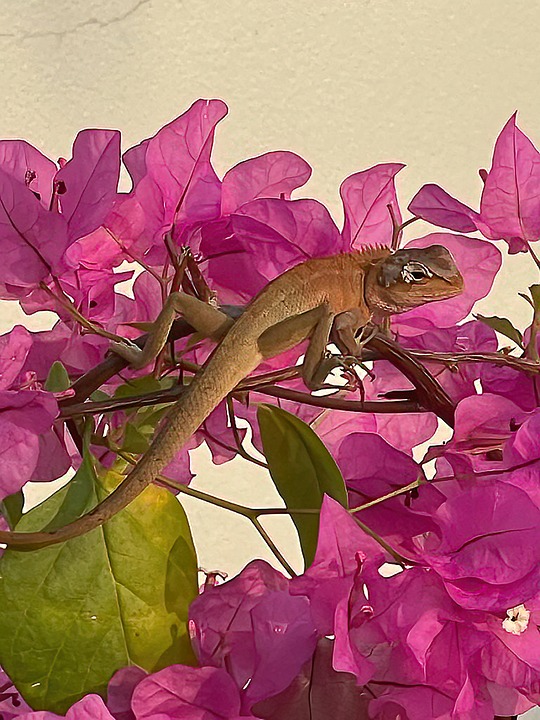 11 Gecko Gecko Auf Einer Pflanze Im - Kostenloses Foto auf Pixabay