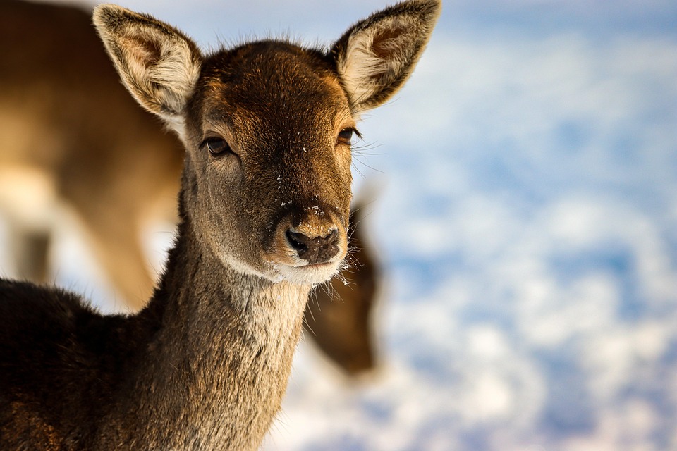 deer-5973385_960_720.jpg