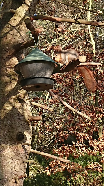 Free Red Squirrel Animal photo and picture