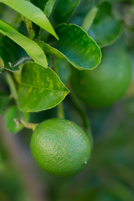 Lămâie, Fructe, Copac, Natura, Proaspăt