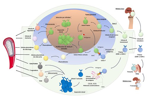 Free B Differentiation T Differentiation illustration and picture