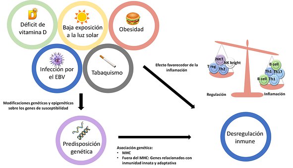 Free Multiple Sclerosis Risk Factors illustration and picture