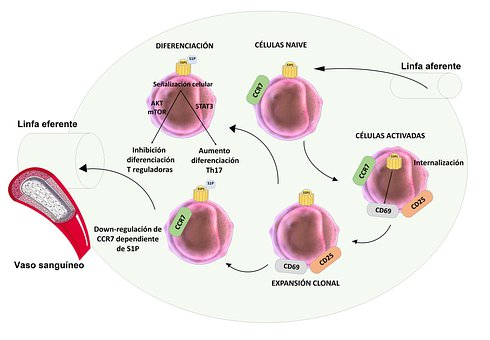 Free S1P Fingolimod illustration and picture