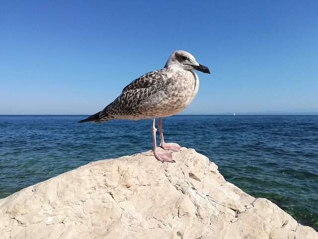 Free Seagull Rock photo and picture