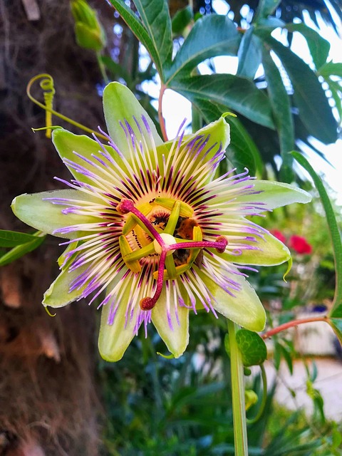 Free Passion Flower Flower photo and picture