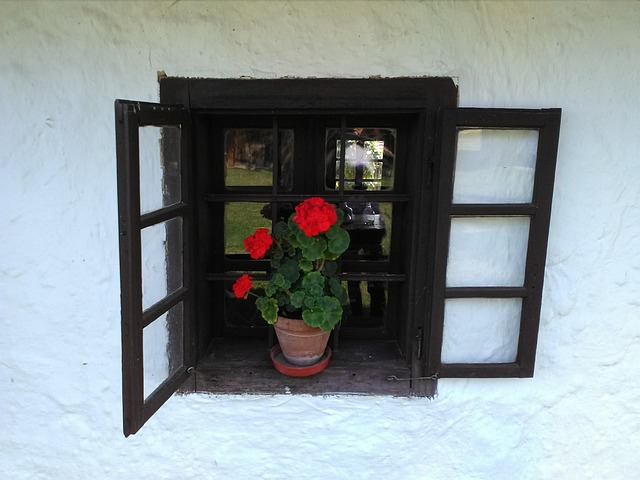 Free Window Geranium photo and picture