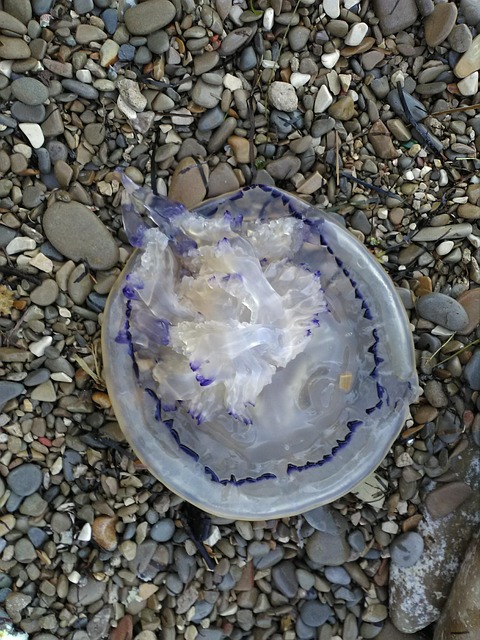 Free Jellyfish Sea photo and picture