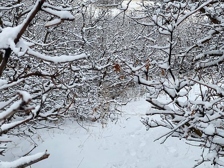Free Snow Trees photo and picture