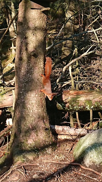 Free Animal Tree photo and picture