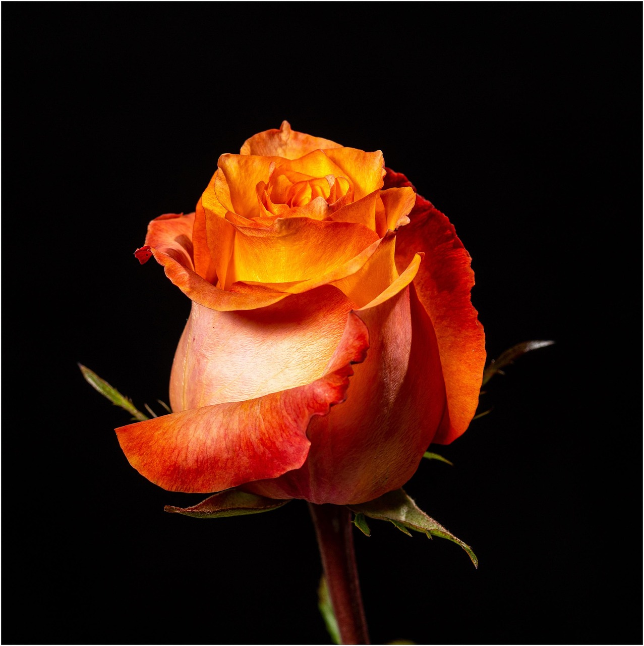 Rose Flower Plant Free photo on Pixabay Pixabay