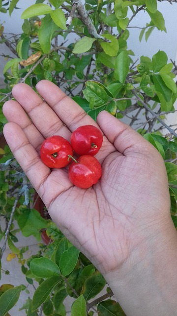 Free Cherry Fruit photo and picture