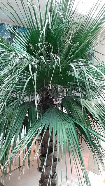 Free Palm Tree photo and picture