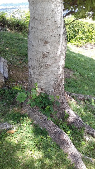 Free Tree Trunk photo and picture