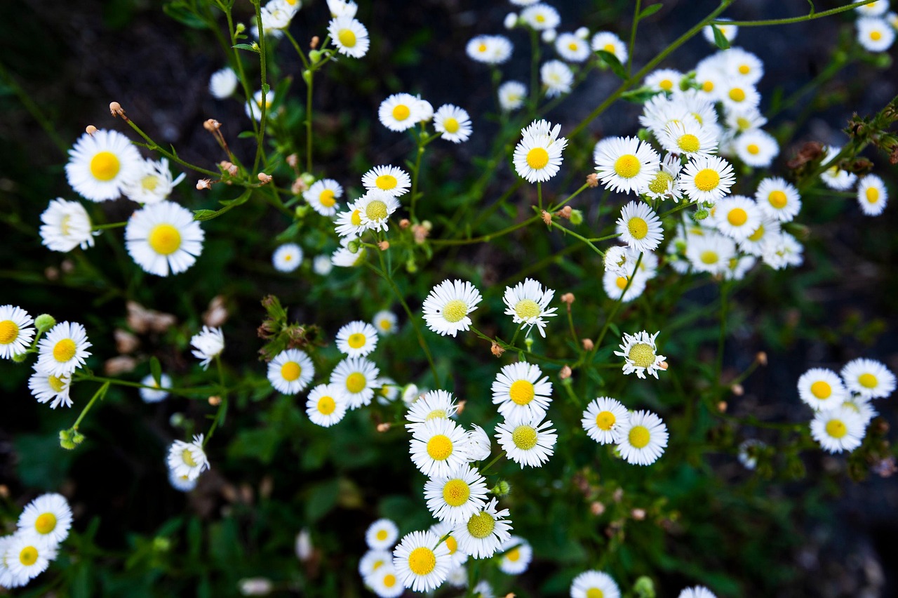 Camomille Bulgare En Vrac - Fleurs Entières, Qualité Supérieure, Pour Infusion Et Bien-être