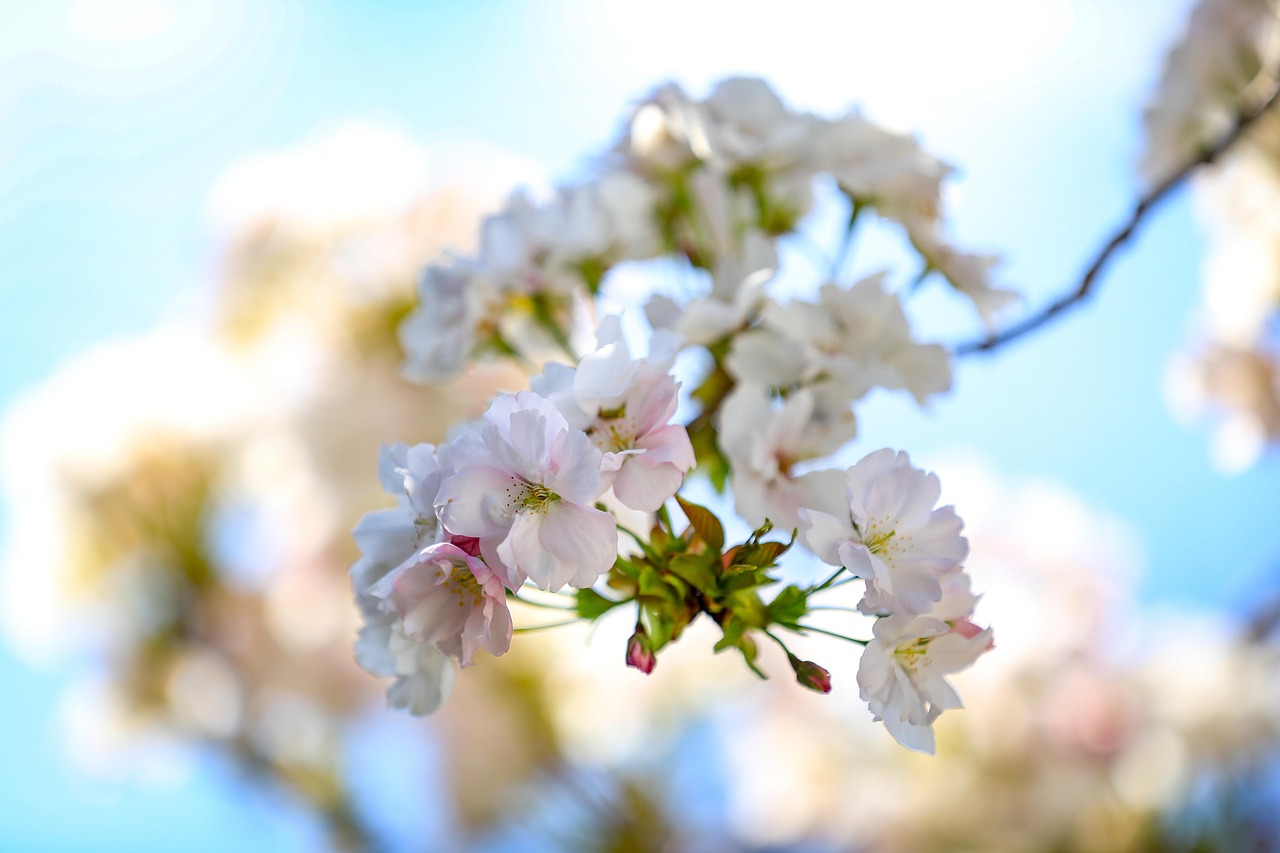 さくらさくら 花 – ペチュニアさくらさくら – ZSMF