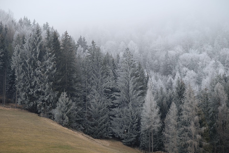 forest-5974610_960_720.jpg