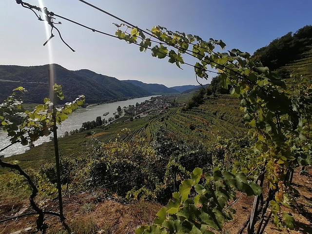 Wachau, Áustria, Vinho, Vinhedo