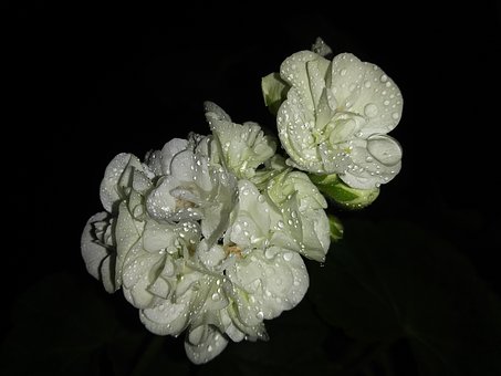 Free Flowers Pelargonium photo and picture