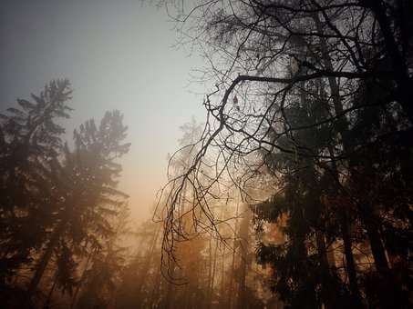 Wald, Nebel, Bäume, Wälder