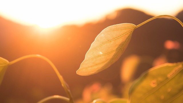 Free Bodhi Tree Leaves photo and picture