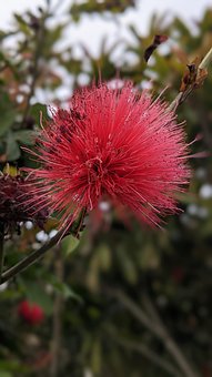 Free Flower Thistle photo and picture