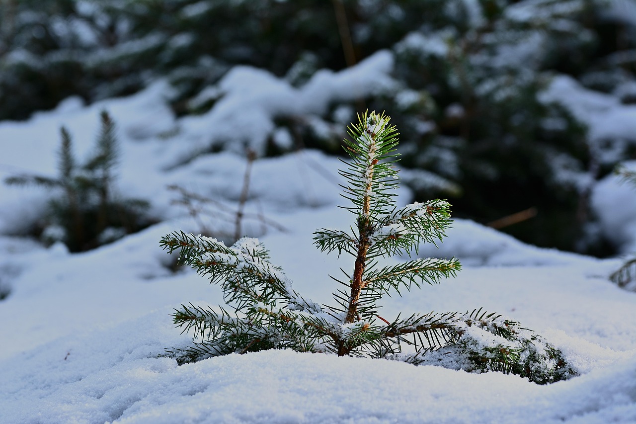 冬天 森林 针叶树 - Pixabay上的免费照片 - Pixabay