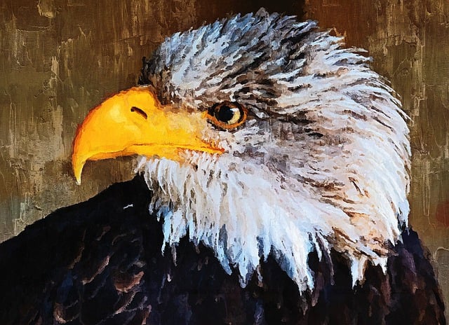 Amerikaanse Zeearend, Roofvogel, Hoofd
