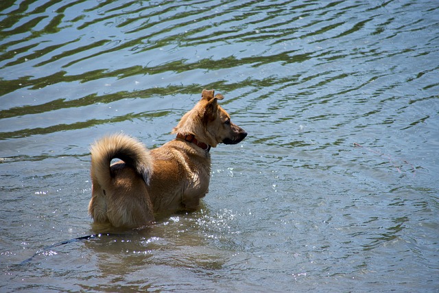 Free Dog Pet photo and picture