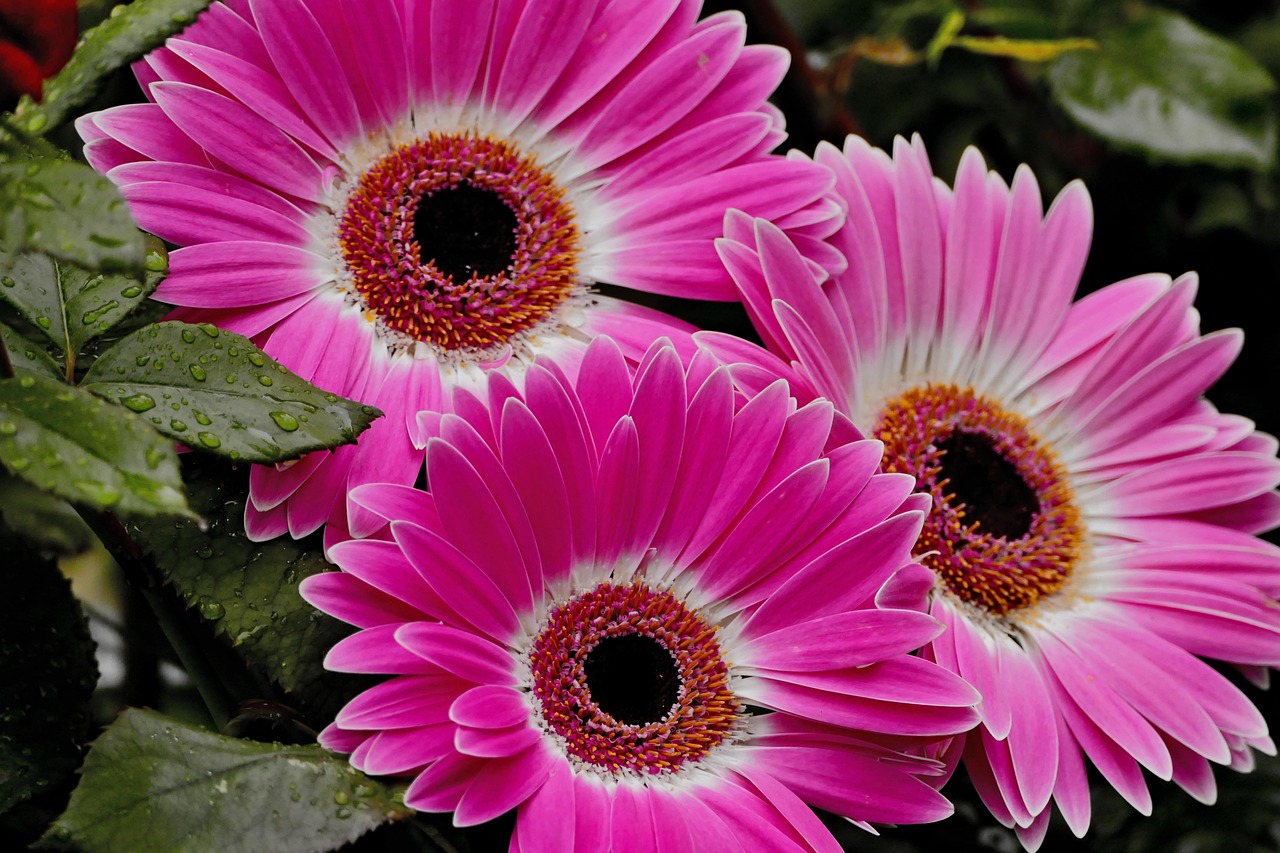 花 非洲菊 - Pixabay上的免费照片 - Pixabay
