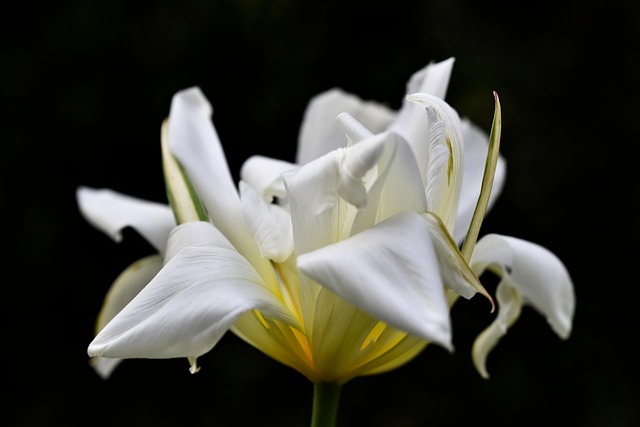 Free Flower Flower Wallpaper photo and picture