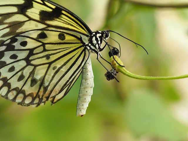 Free Butterfly Wings photo and picture
