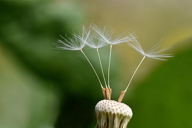 Dandelion Seeds Flower Seed - Free photo on Pixabay