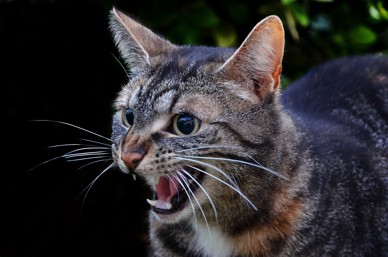 Cat Hiss Pet Animal Free Photo On Pixabay Pixabay
