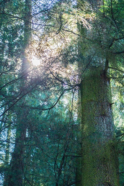 Free Woods Tree photo and picture
