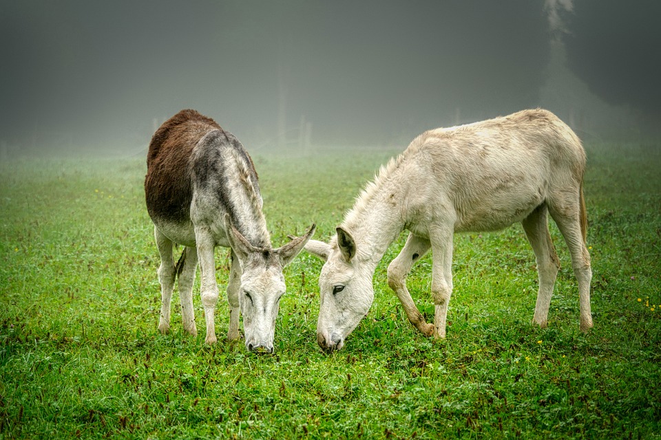 Burros Par Pasto - Foto gratis en Pixabay