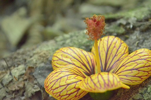 Blomst, Blomster, Natur, Eng, Blå