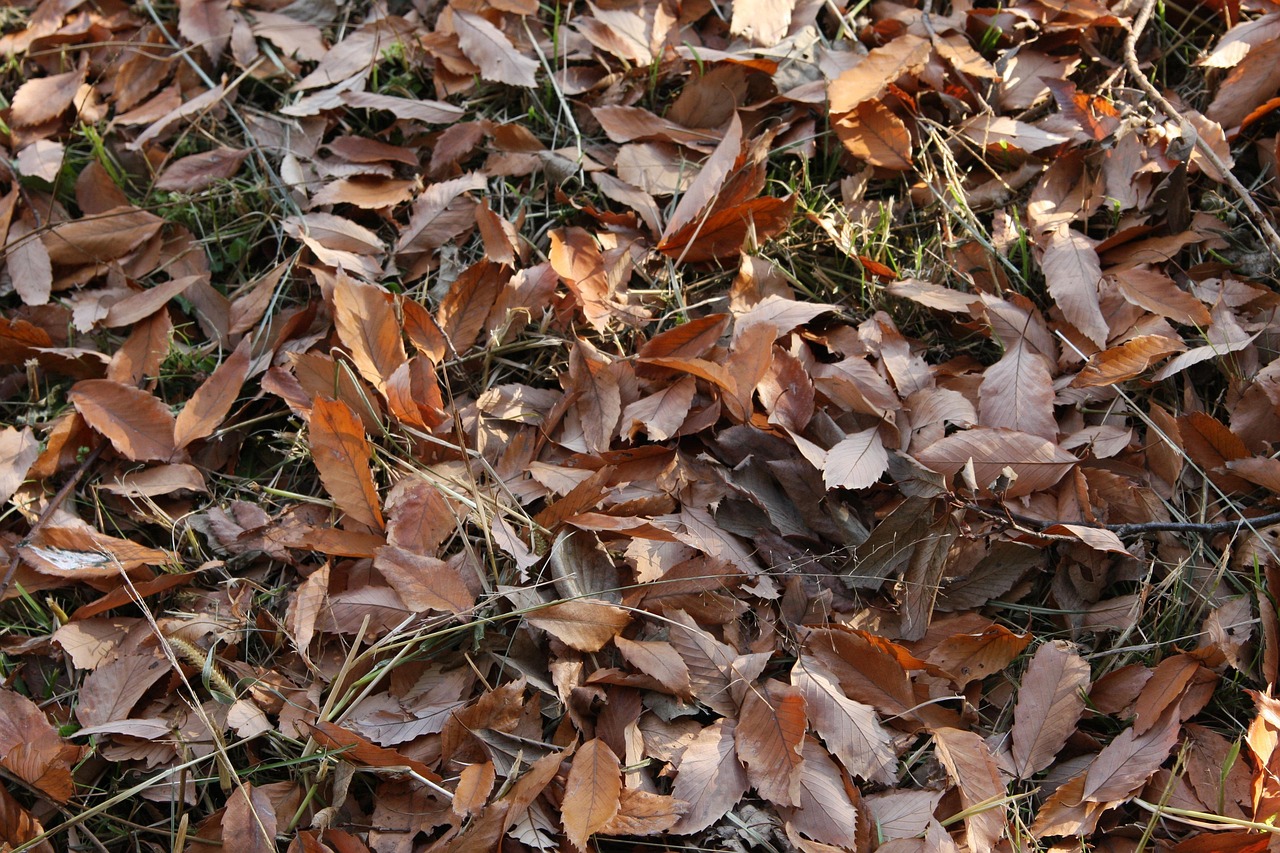 Autumn Leaves Fall - Free photo on Pixabay - Pixabay