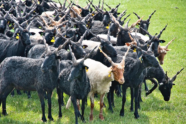 Tamani Racka Racka Racka Sheep Flock - Free photo on Pixabay - Pixabay