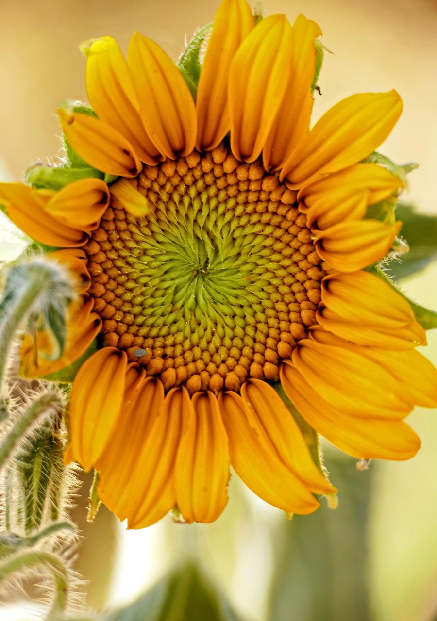 Sunflower Flower Plant Yellow - Free photo on Pixabay