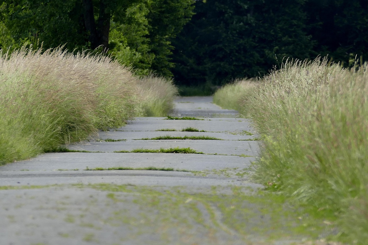 Path Pavement Grasses Free photo on Pixabay