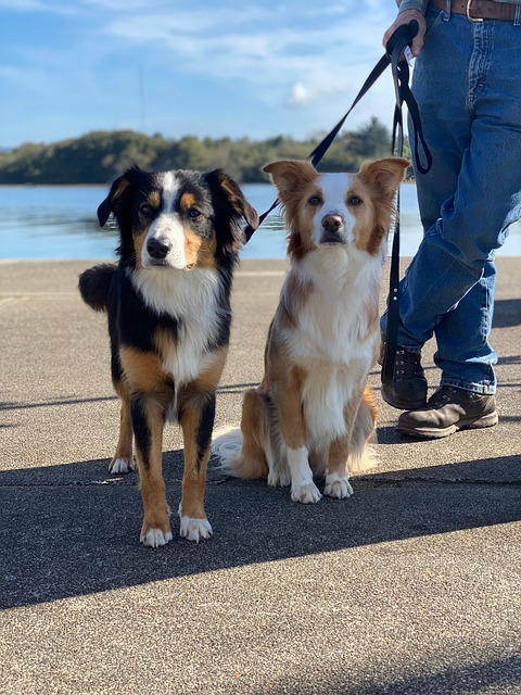 Free Dogs Man photo and picture