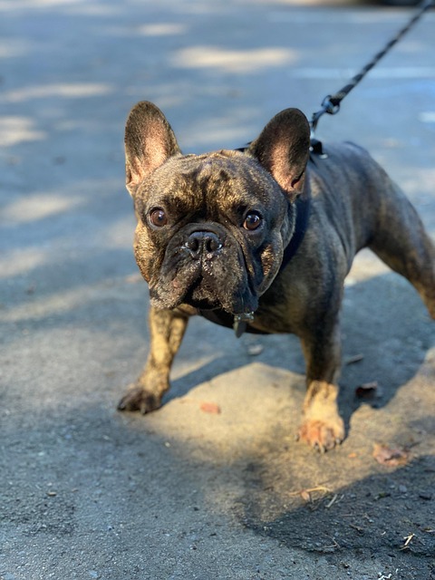 Free Dog Leash photo and picture