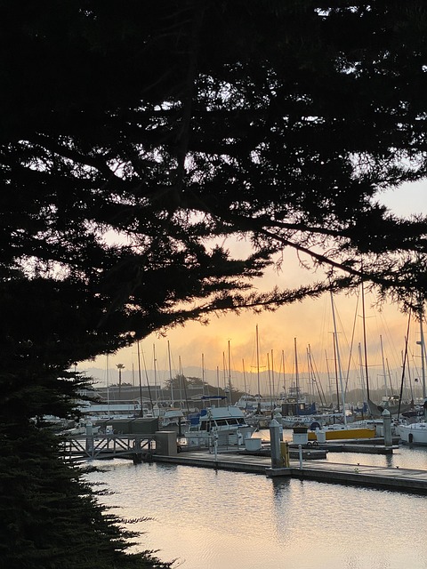 Free Shipyard Tree photo and picture