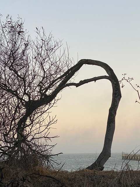 Free Tree Abstract photo and picture