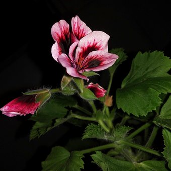Free Flowers Pelargonium photo and picture