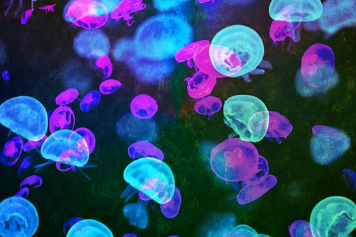 Free Jelly Fish Jellyfish photo and picture