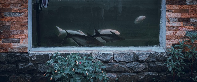 Free Architecture Aquatics photo and picture