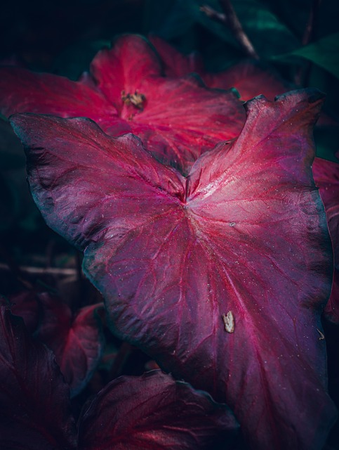 Free Floral Plant photo and picture