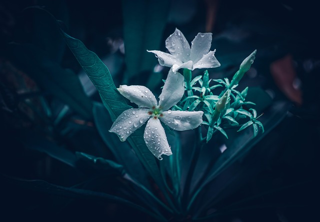 Free Flowers Plant photo and picture
