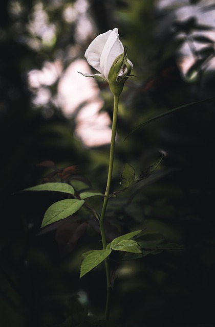 Free Rose Bud photo and picture